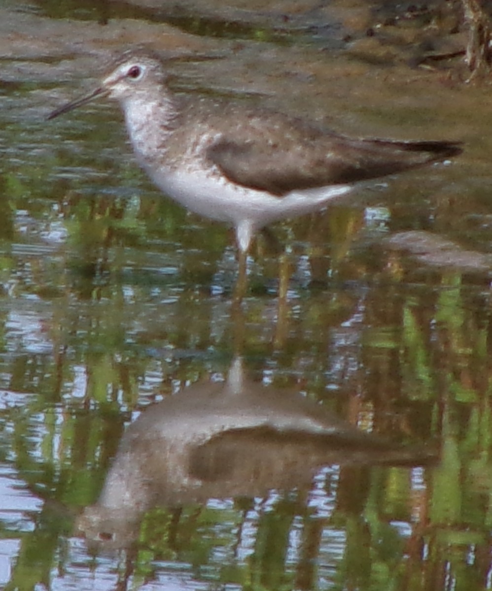 Solitary Sandpiper - ML621253791