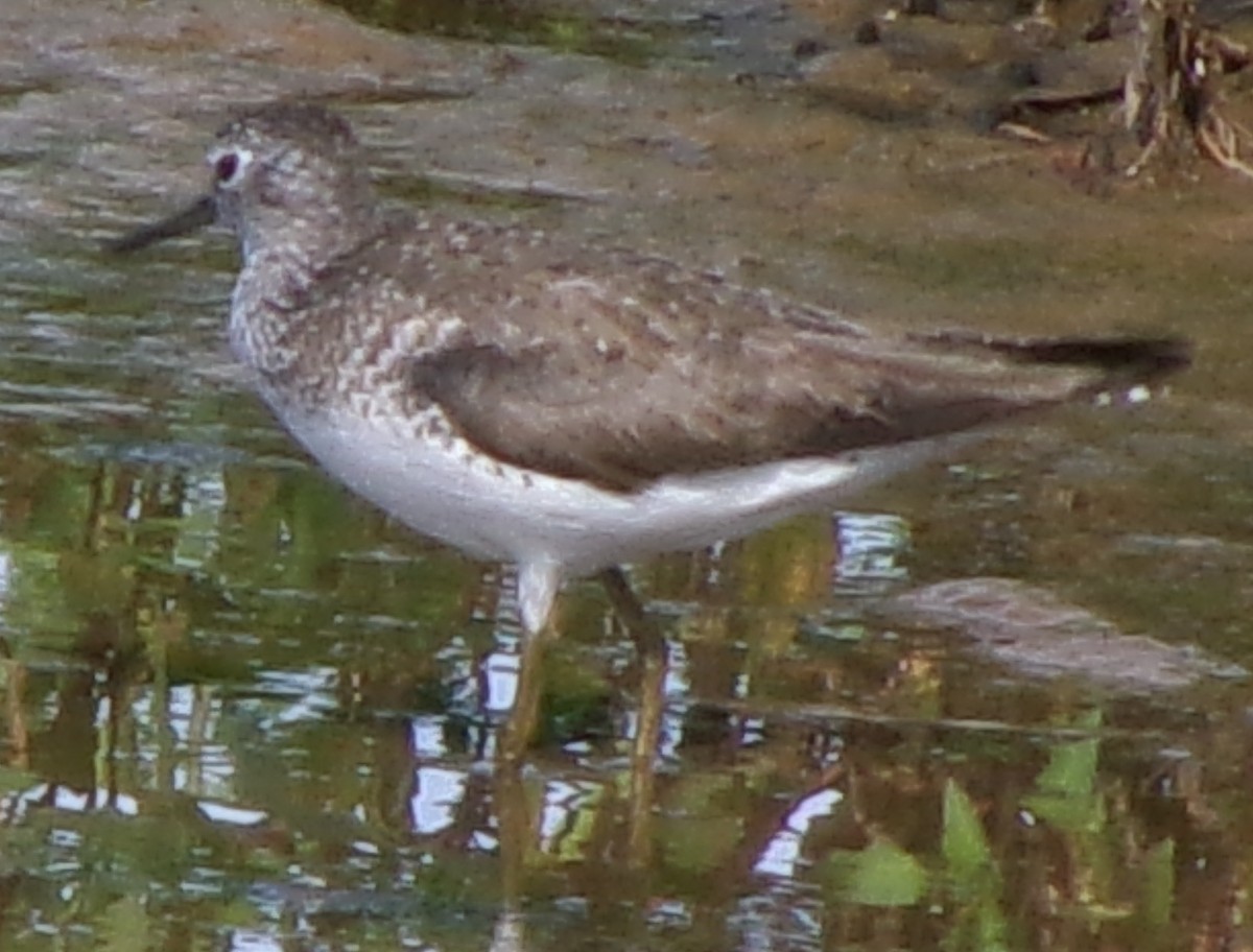 Solitary Sandpiper - ML621253808