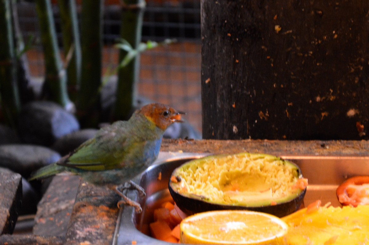 Bay-headed Tanager - ML621253825