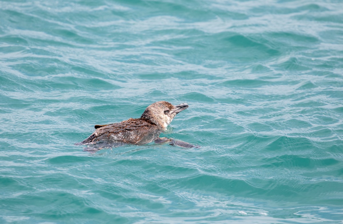 Little Penguin - ML621253833