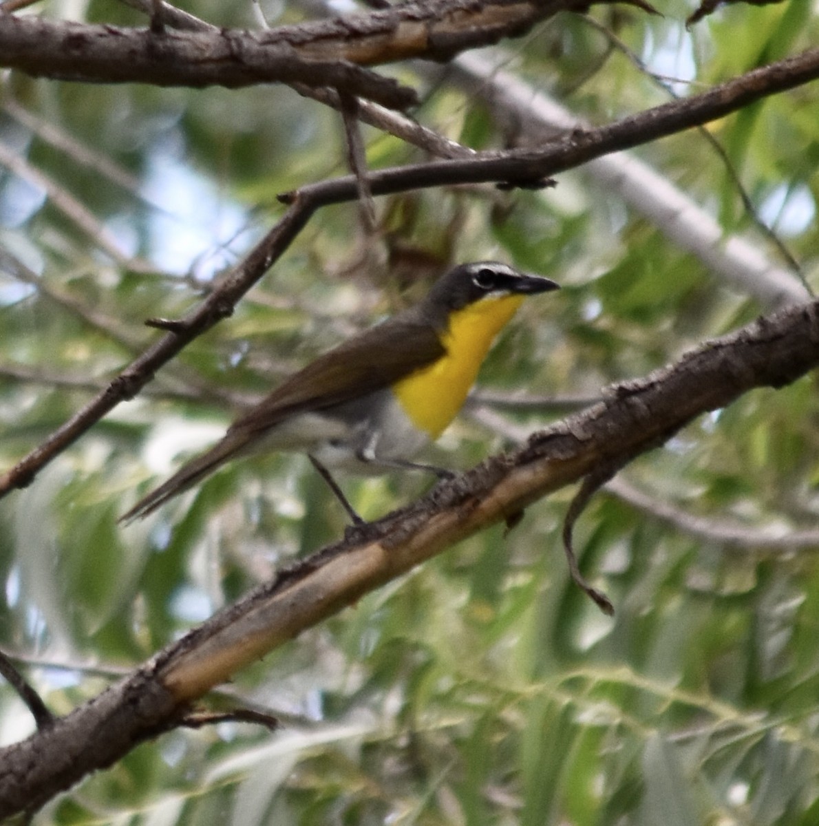 Yellow-breasted Chat - ML621253844