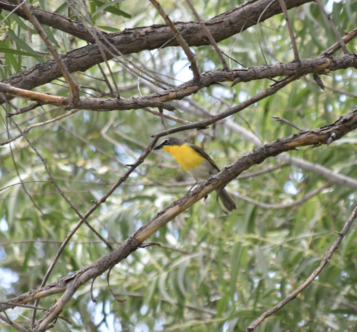 Yellow-breasted Chat - ML621253847