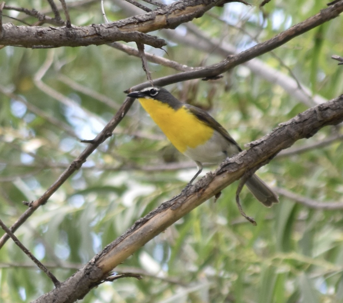 Yellow-breasted Chat - ML621253850