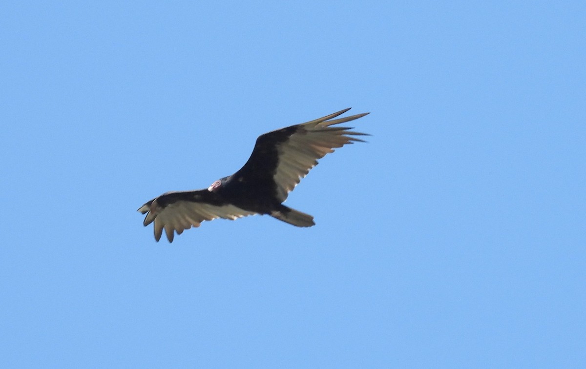 Turkey Vulture - ML621253860