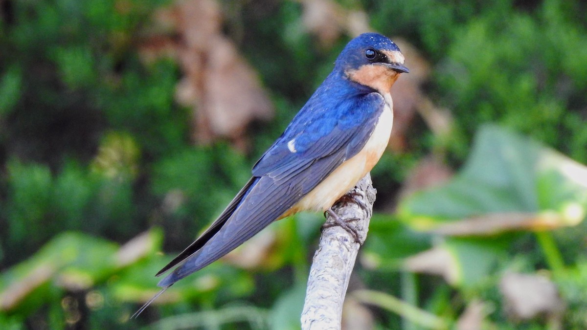 Barn Swallow - ML621253884