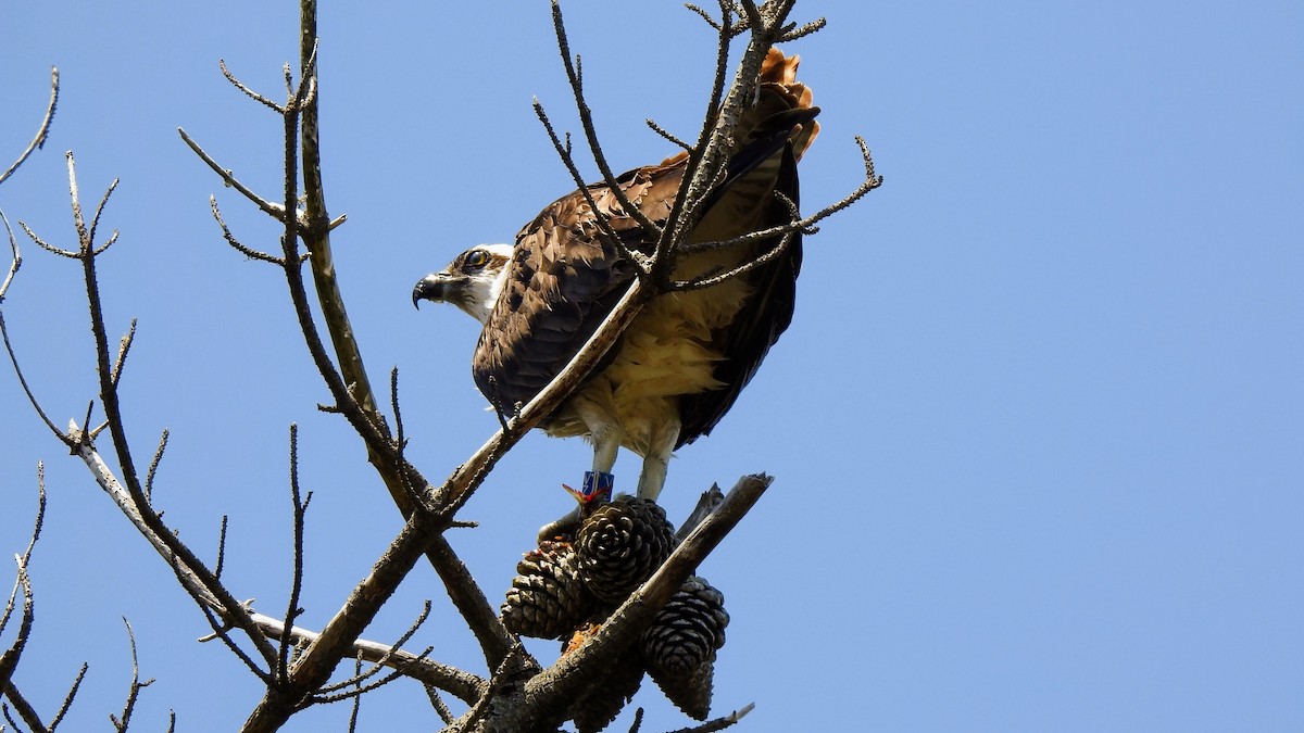 Osprey - Raja Bhadury