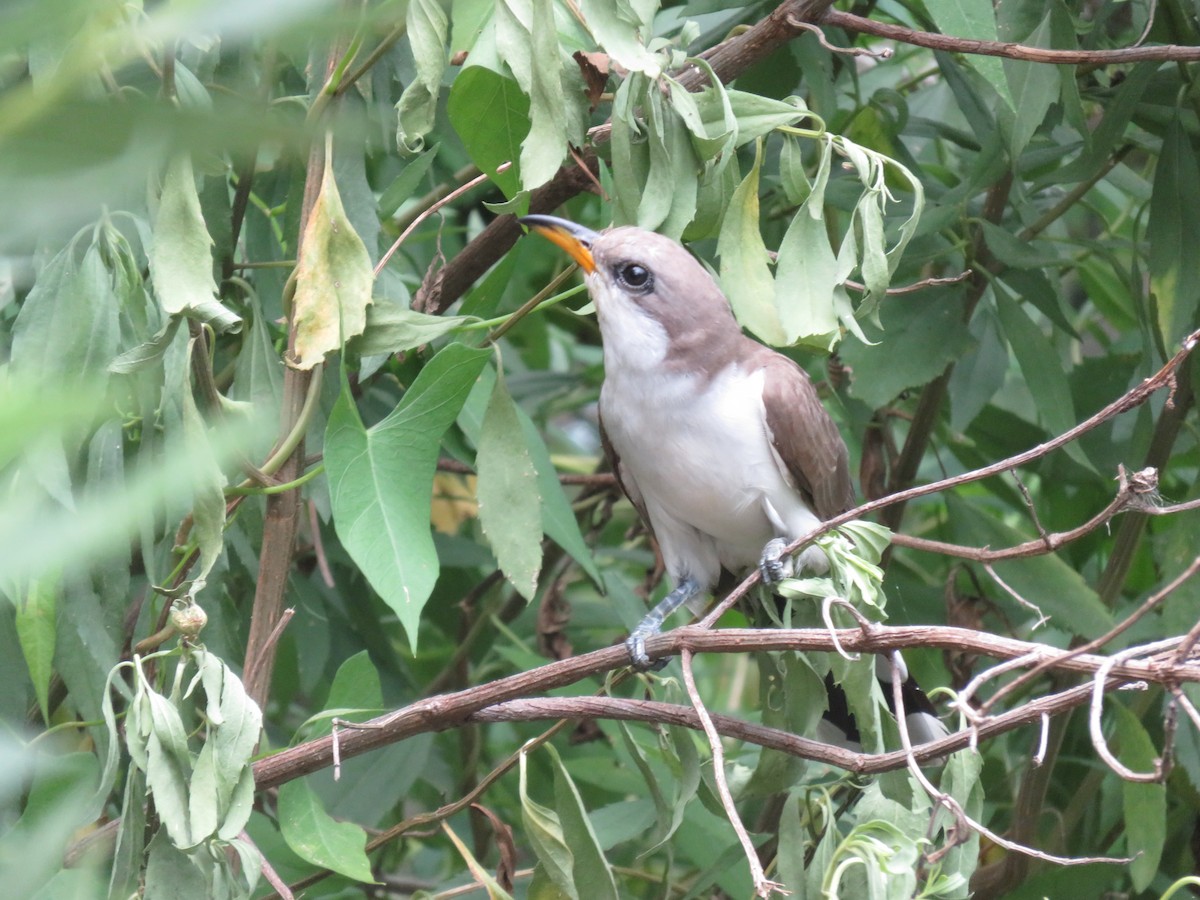 Кукліло північний - ML621253911