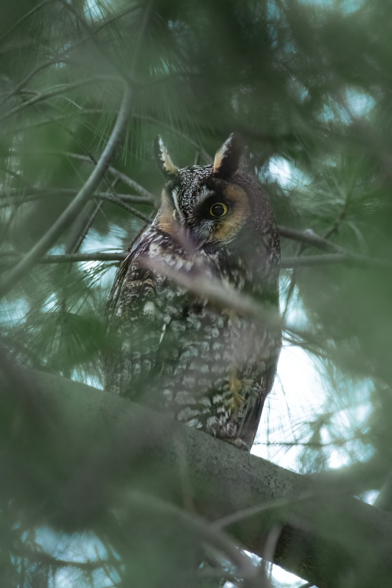 Long-eared Owl - ML621253918