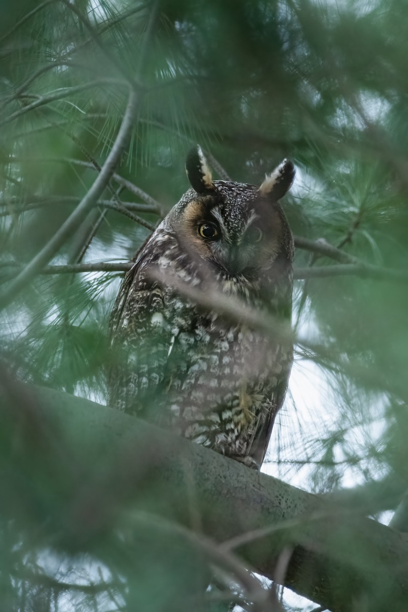 Long-eared Owl - ML621253919