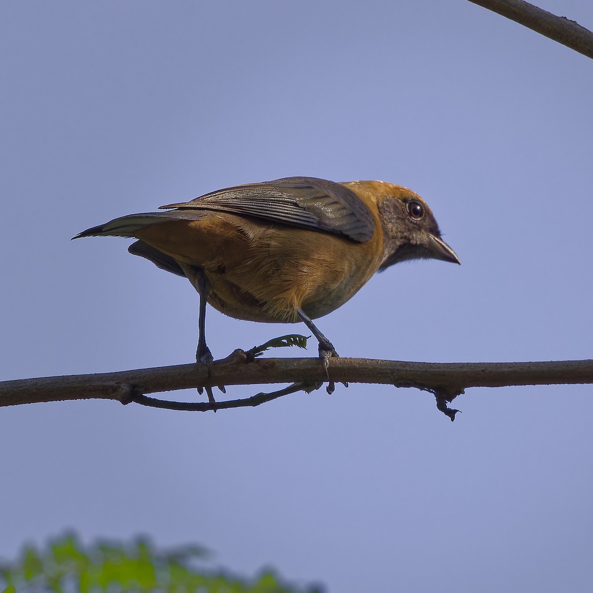 Burnished-buff Tanager - ML621253920