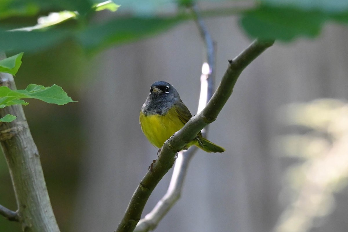 MacGillivray's Warbler - ML621253959