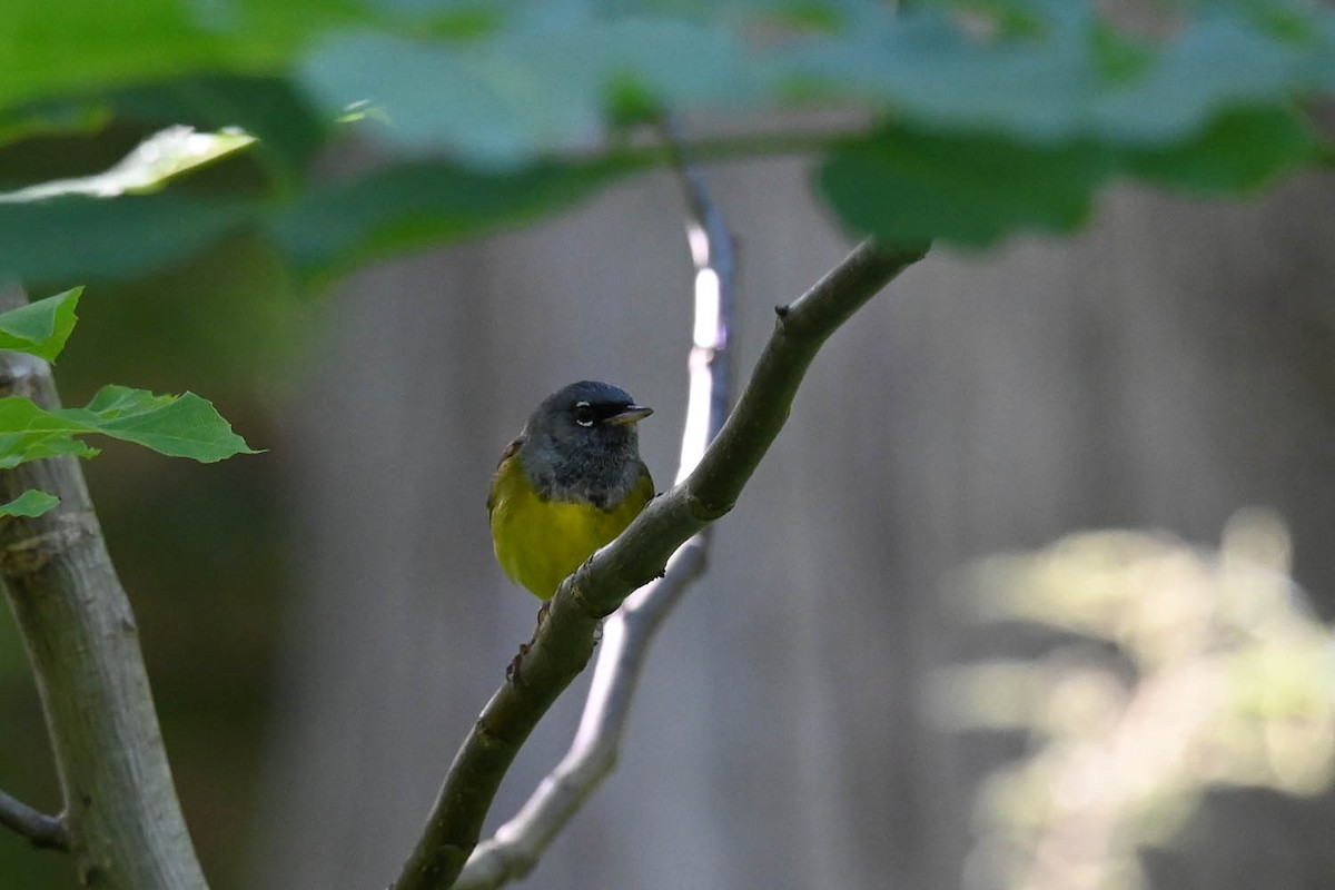 MacGillivray's Warbler - ML621253960