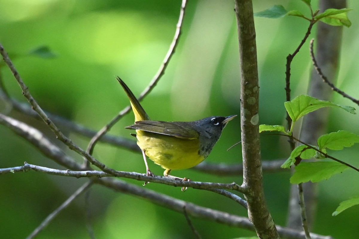 MacGillivray's Warbler - ML621253961