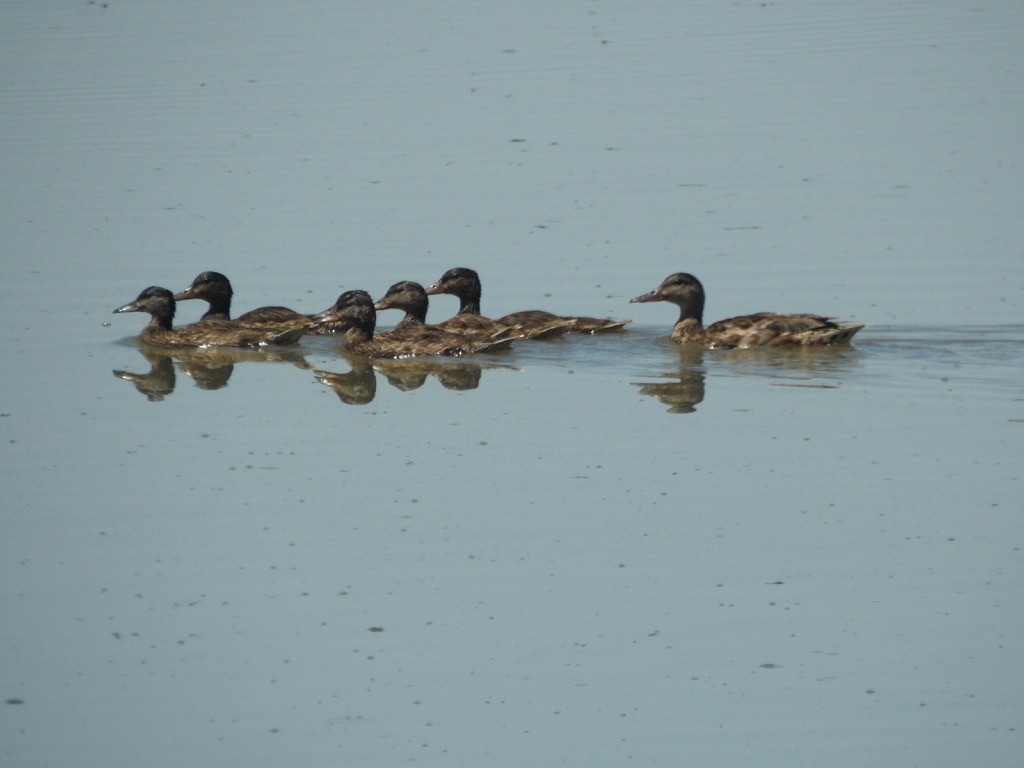 Gadwall - ML621253968