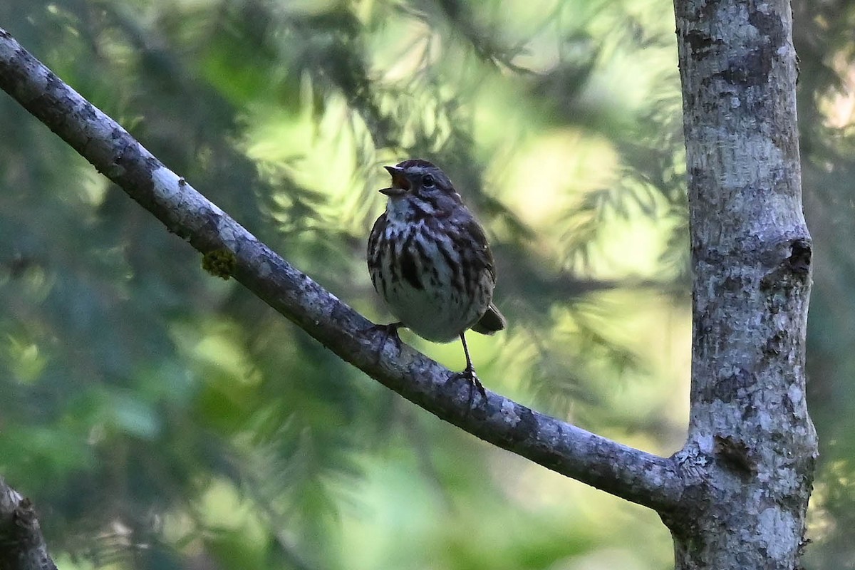 Song Sparrow - ML621253978