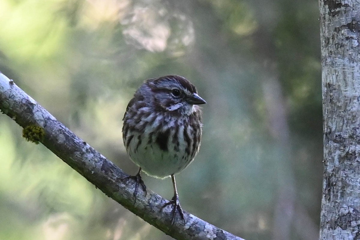 Song Sparrow - ML621253979