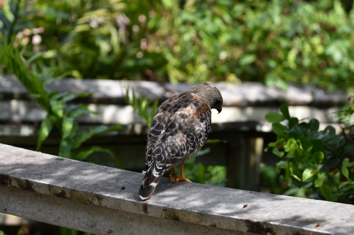 Red-shouldered Hawk - ML621253993