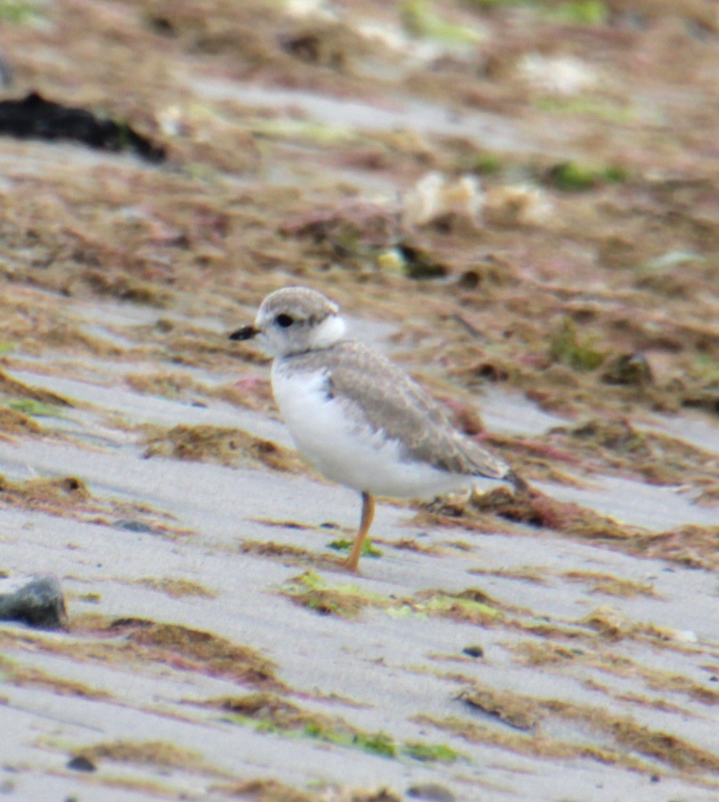Piping Plover - ML621254026