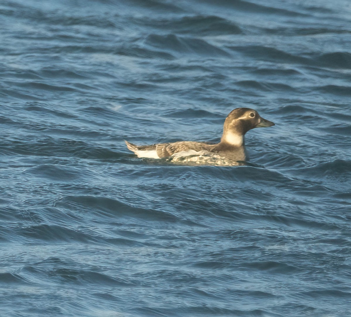 Long-tailed Duck - ML621254046