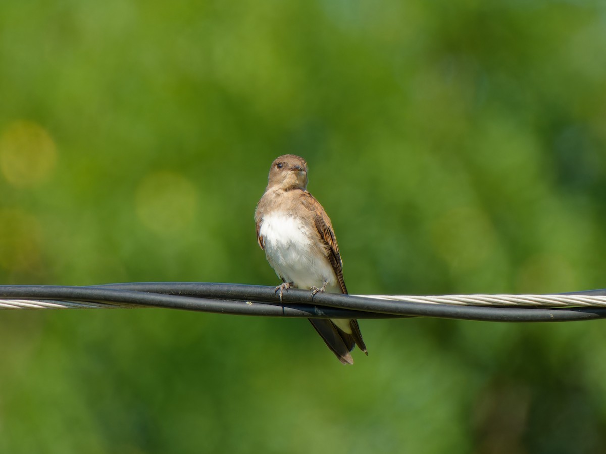 Northern Rough-winged Swallow - ML621254047