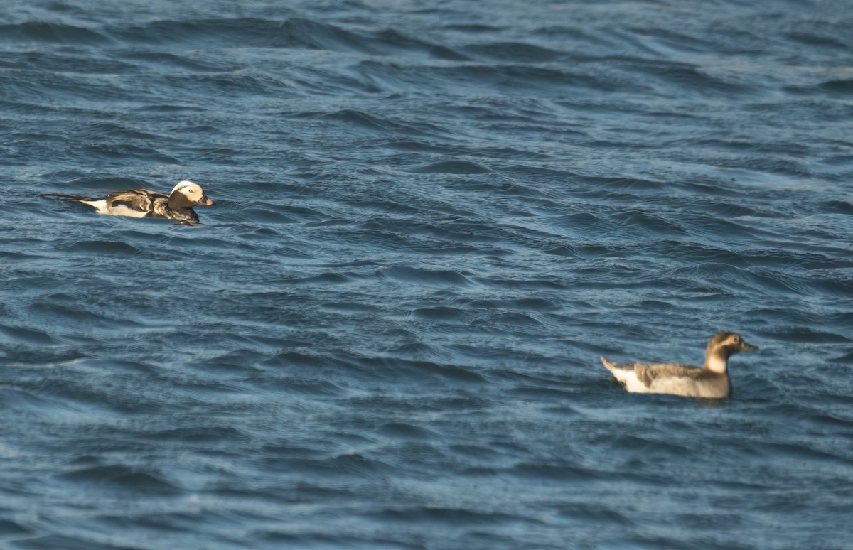 Long-tailed Duck - ML621254049