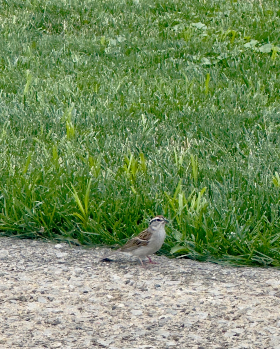 Chipping Sparrow - ML621254053