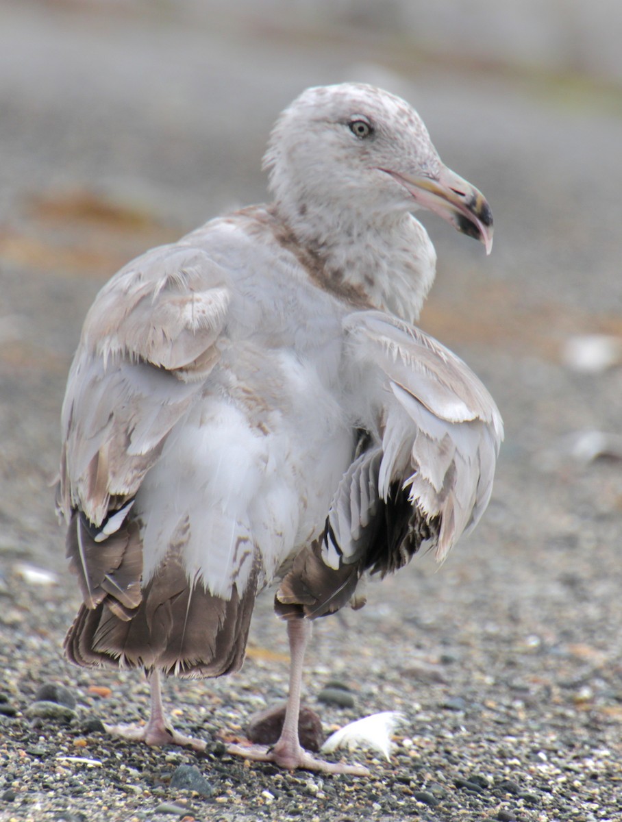 Herring Gull (American) - ML621254056