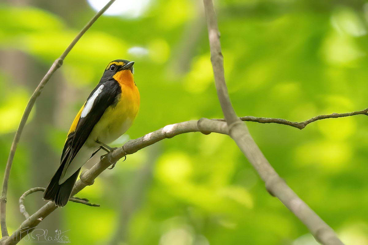 Narcissus Flycatcher - ML621254085