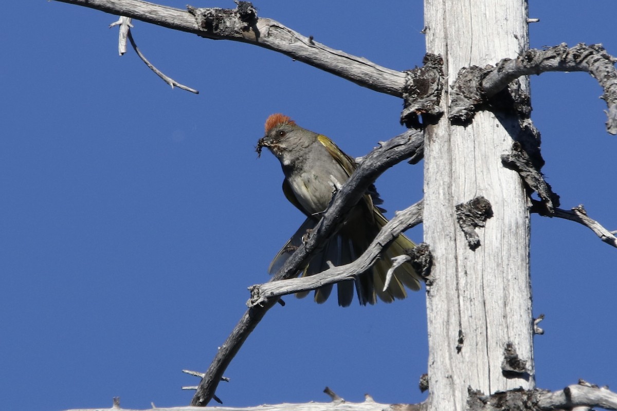 Green-tailed Towhee - ML621254112