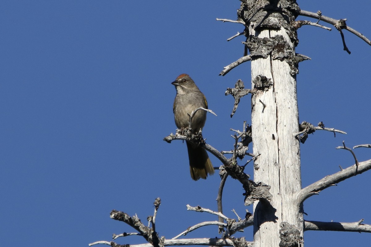 Green-tailed Towhee - ML621254113