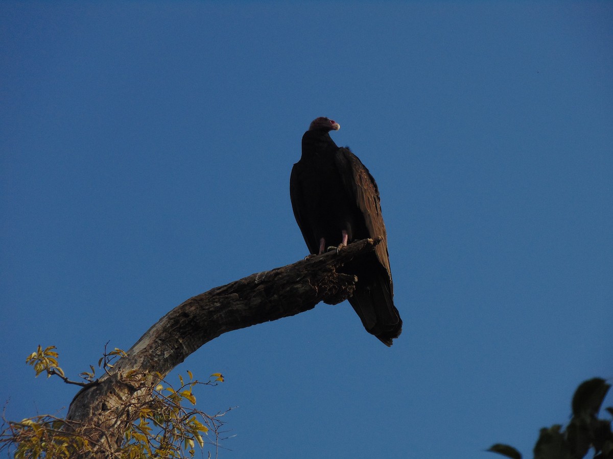 Turkey Vulture - ML621254117