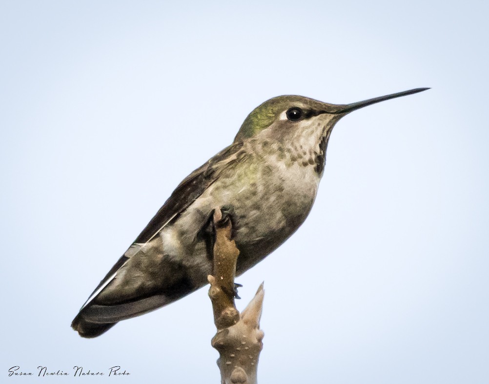 Anna's Hummingbird - ML621254119