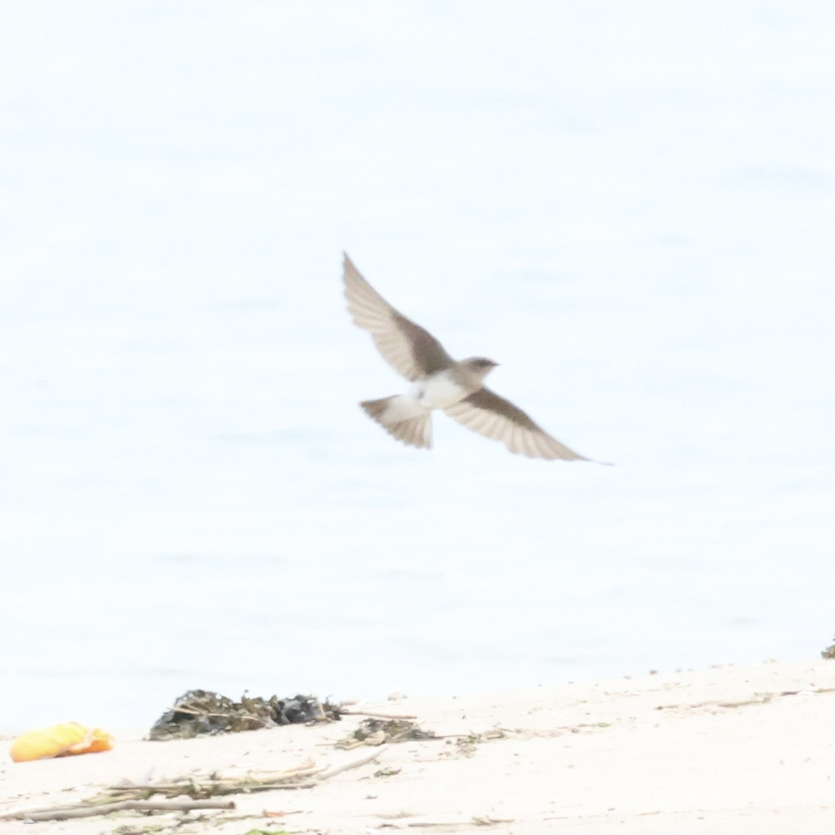 Northern Rough-winged Swallow - ML621254142