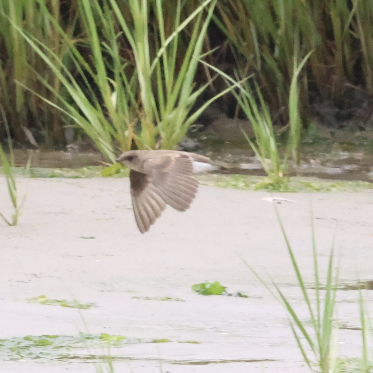 Northern Rough-winged Swallow - ML621254143