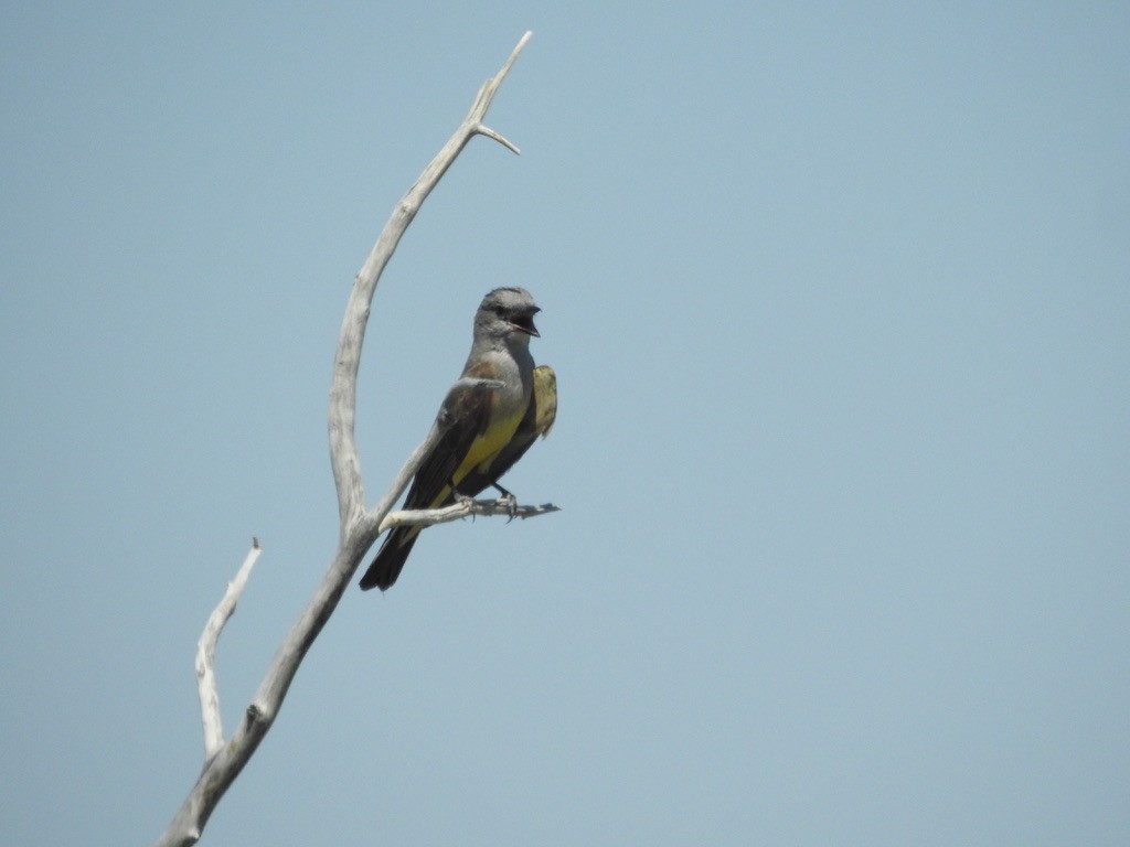 Western Kingbird - ML621254161