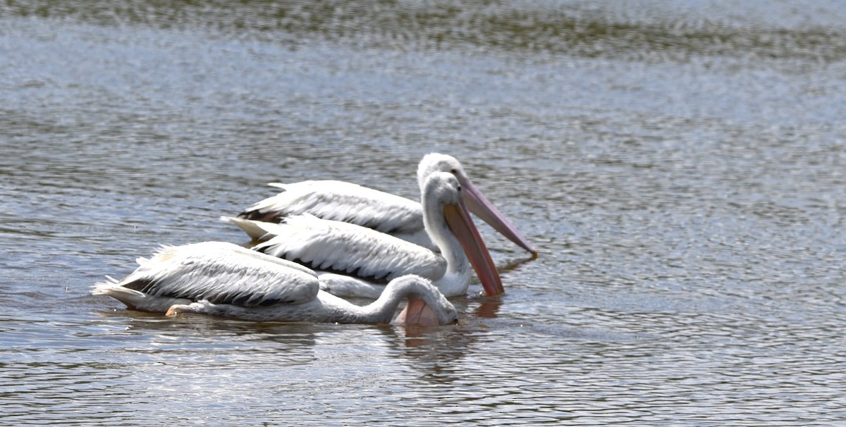 American White Pelican - ML621254186