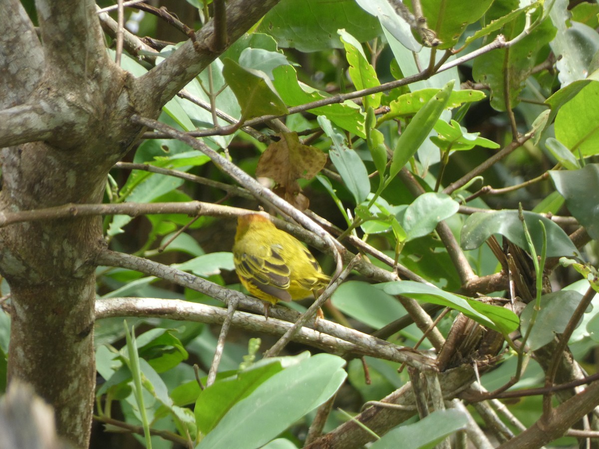 Goldwaldsänger - ML621254195