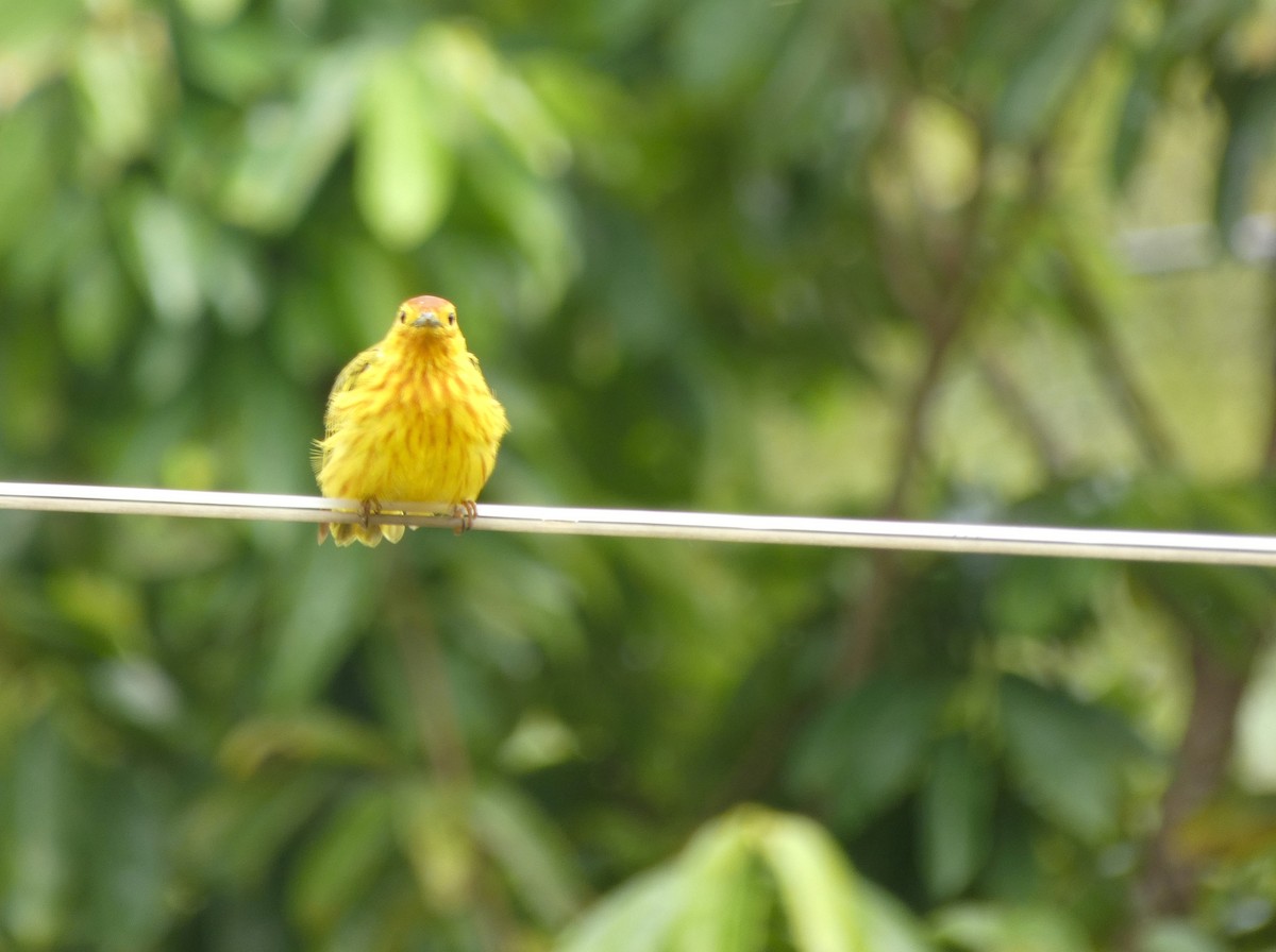 Yellow Warbler - ML621254218