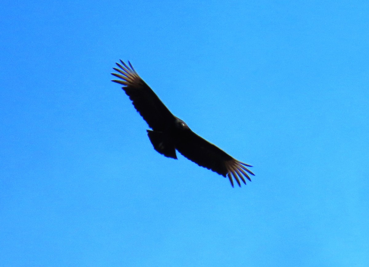 Black Vulture - ML621254219