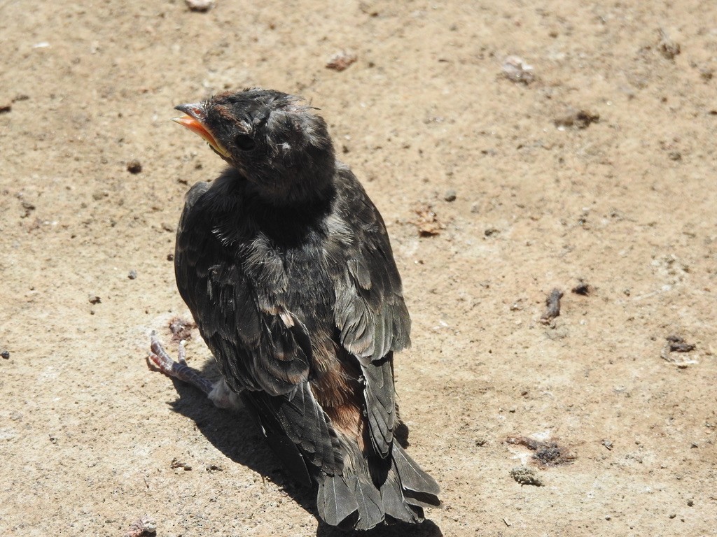 Cliff Swallow - Karen Smart