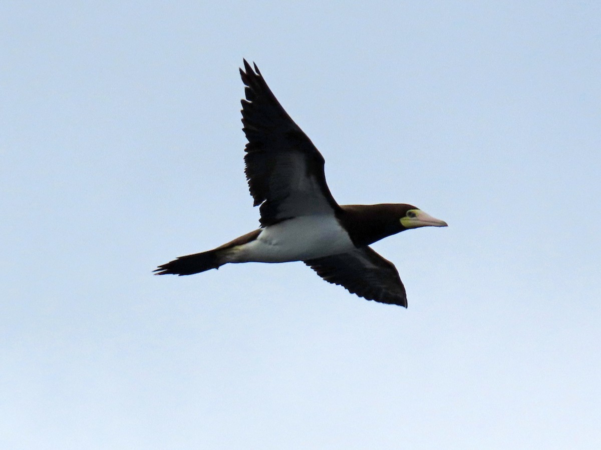 Brown Booby - ML621254247