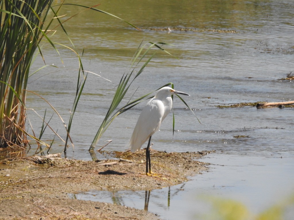 Snowy Egret - ML621254268