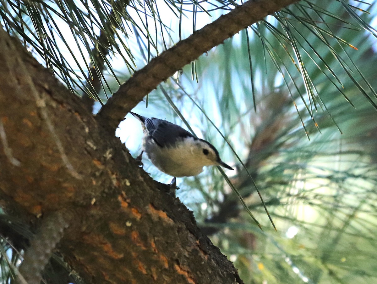 White-breasted Nuthatch - ML621254288
