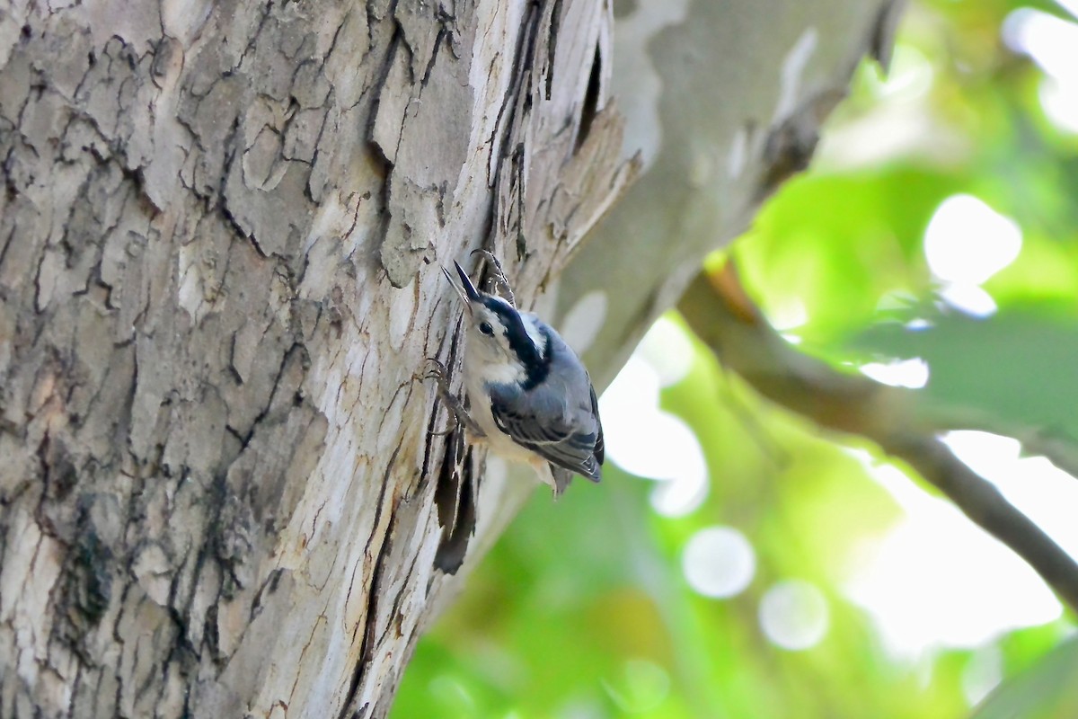 White-breasted Nuthatch - ML621254300