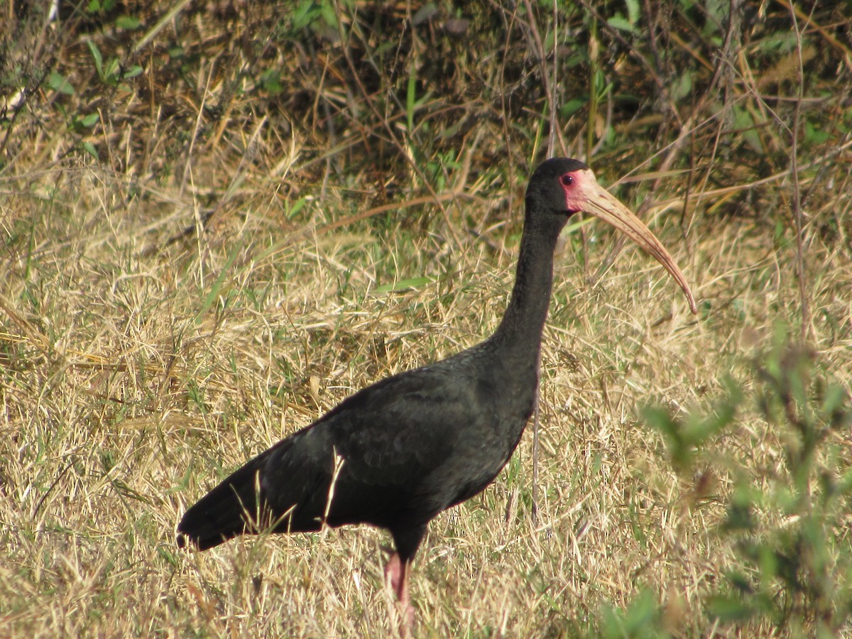 ibis tmavý - ML621254306