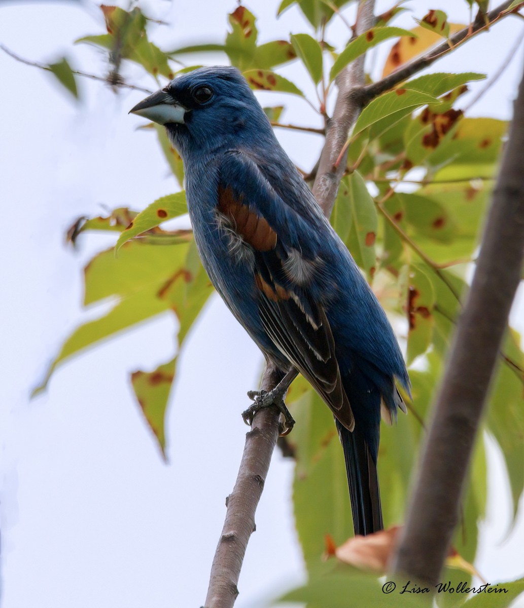 Blue Grosbeak - ML621254337