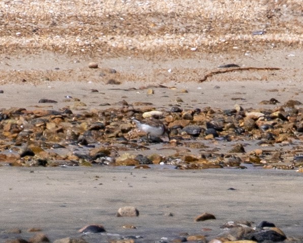 Double-banded Plover - ML621254352