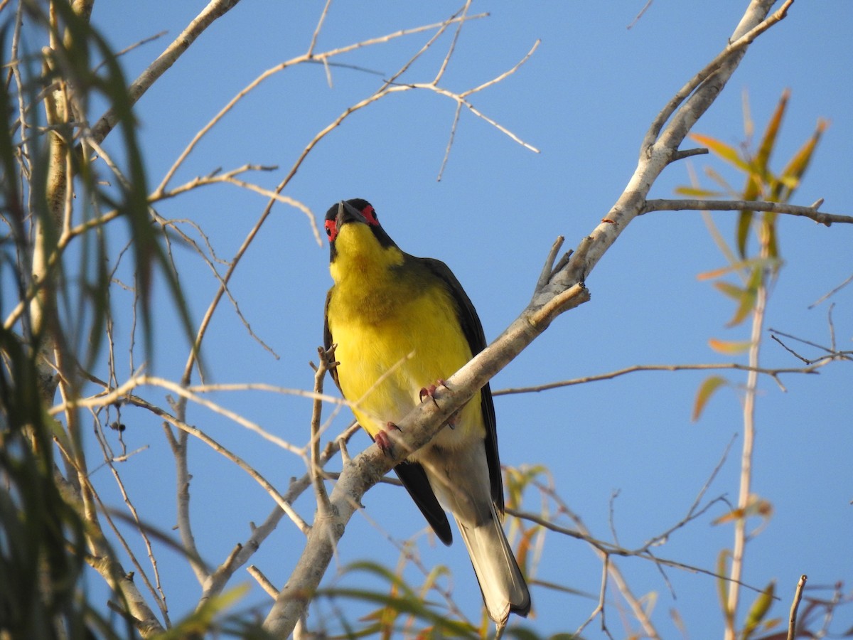Australasian Figbird - ML621254409