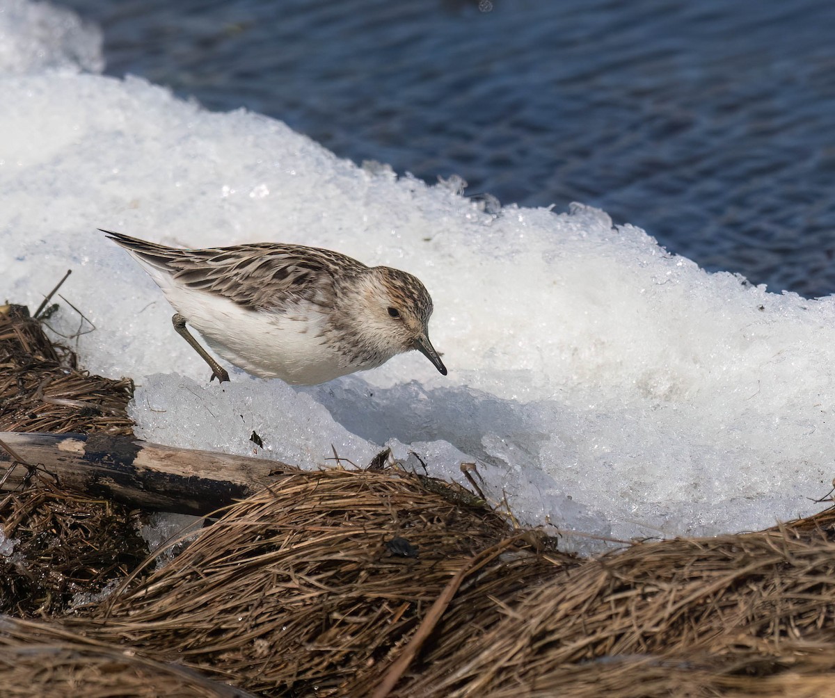 Semipalmated Sandpiper - ML621254429