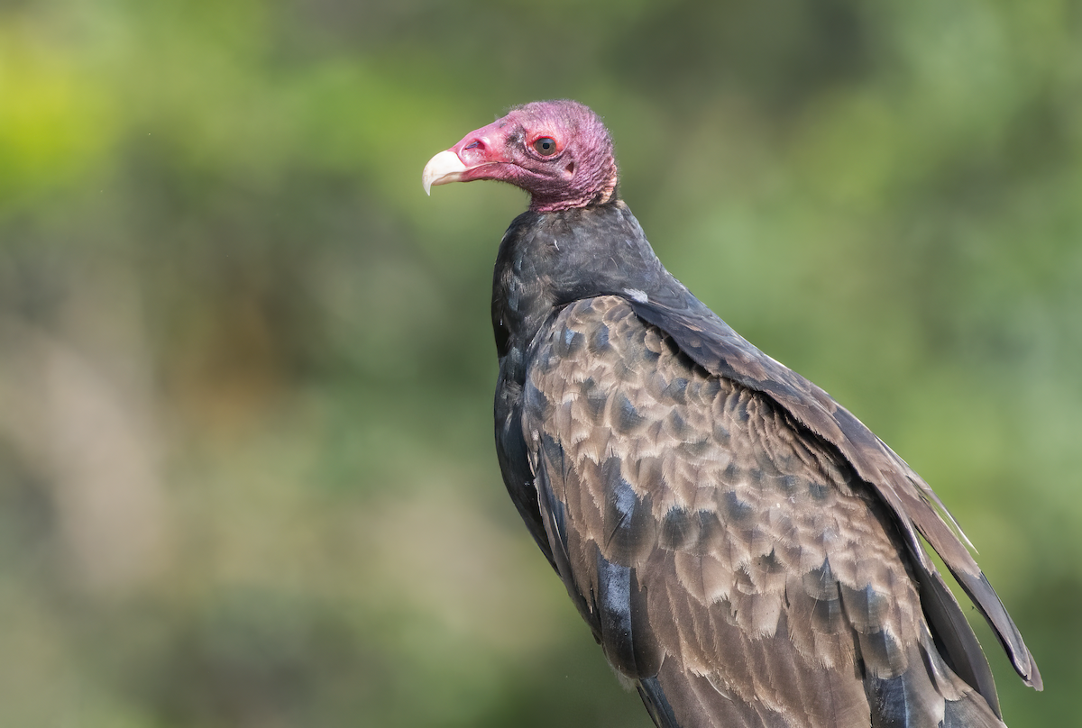 Turkey Vulture - ML621254467